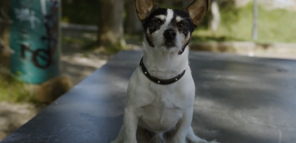 دانلود فیلم سالهای سگی Dog Years 2021 2 Screenshot From 2026 07 24 21 52 14